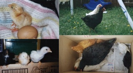 4 shots of our chicks