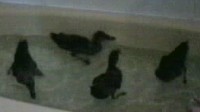 Our ducks in the bathtub