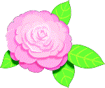 camellia