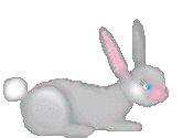 animated bunny