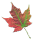 pic of maple leaf
