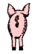 Pig Behind
