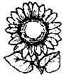 Sunflower To Color