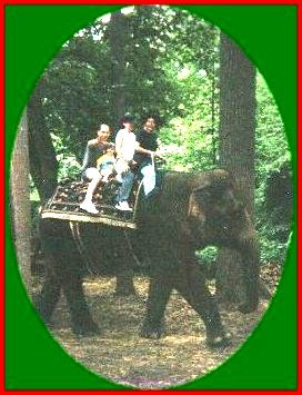 Abby's Elephant Ride