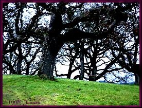 oak grove