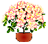 white flowers in pot