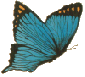 grayish blue butterfly