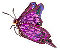 purple
butterfly