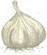 head of
garlic