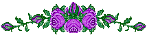 animated purple rose divider