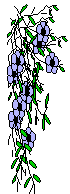 blue flower
cascade