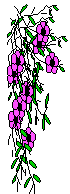 purple flower
cascade
