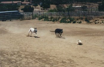 Dog race - photo 1