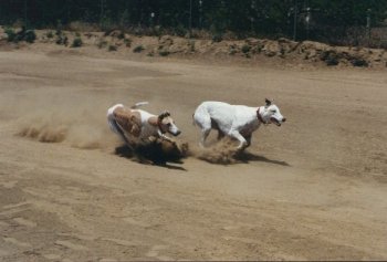 Dog race - photo 2