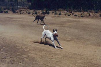 Dog race - photo 3