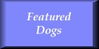 Featured Dogs