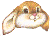 [Bunny]