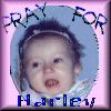 Pray for Harley
