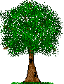 tree.gif (2223 bytes)