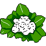 cauliflower image