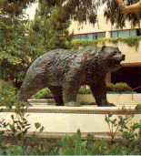 Bruin Bear Statue