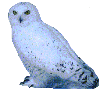Beautiful Snow 
Owl
