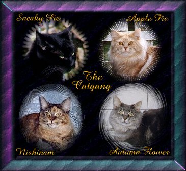 The Puntomaus Cat Gang