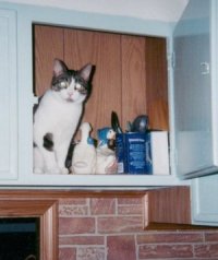 cat in the cupboard