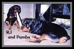 RJ and Pumba