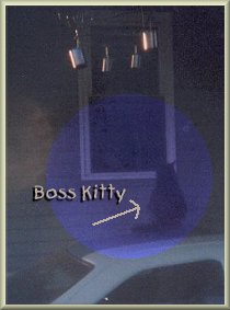 Boss Kitty