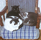  Kitties On Chair Close-Up