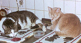 Gus and Seti On The Stove