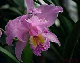 photo of Cattleya Orchid by Alan Fraser