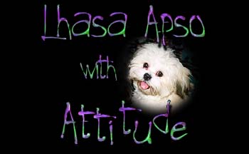 LHASA APSO WITH ATTITUDE