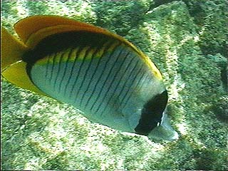 lined butterflyfish