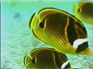 Racoon Butterflyfish