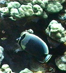 reticulated butterflyfish