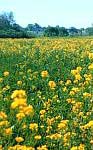 Canadian Canola Field, the Canadian-bred Strain of Cooking Oil Mustard Seeds