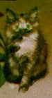 Picture of Calliope the Cat
