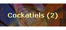 Cockatiels (2)