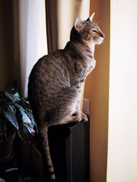 Bandit. Oriental Shorthair Cat
