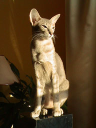 Miisan. Oriental Shorthair Cat