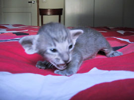 BlueAngel 18 days old. Oriental Shorthair Kitten