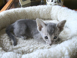 BlueAngel 40 days old. Oriental Shorthair Kitten