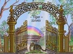 The Rainbows Bridge Poem