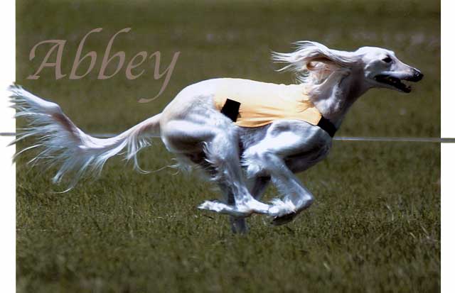 Abbey in flight - #1 Coursing Saluki 2003 and 2004