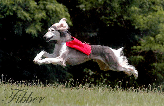 Fibber coursing in his bright red jacket