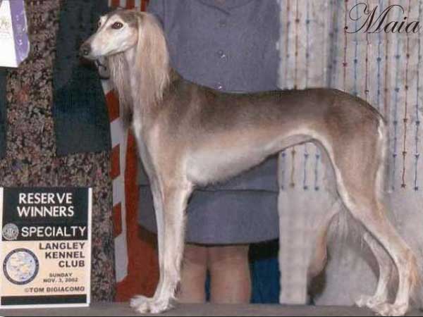 Maia winning reserve winners in 2002 speciality