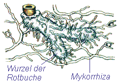 mykorrhiza.gif 7.9 KB
