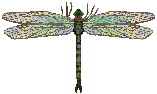 klik this scary big dragonfly to go home
